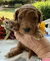 Shirley’s Blue Boy, a male Miniature Goldendoodle for sale in Eatonton, GA – 8 of 9
