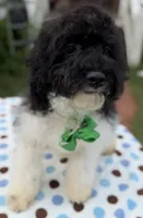 Hailey’s Green Boy, a male Cavapoo for sale in Eatonton, GA – 4 of 8