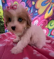 Dolly’s Red Merle Parti Blue Eye, a female Maltipoo for sale in Eatonton, GA – 7 of 8
