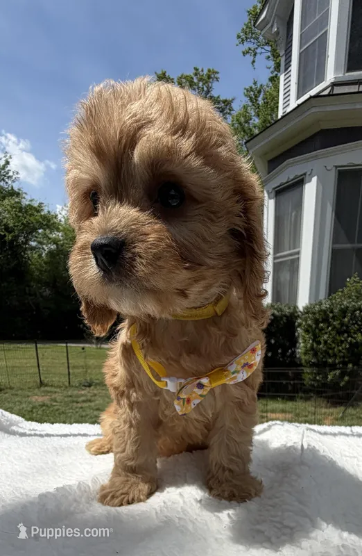 Autumn’s Yellow Boy w/ Video – Cavapoo puppy for sale in Eatonton, GA