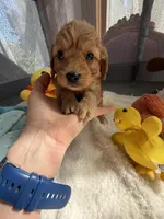 Autumn’s Yellow Boy w/ Video, a male Cavapoo for sale in Eatonton, GA – Photo 3 of 7