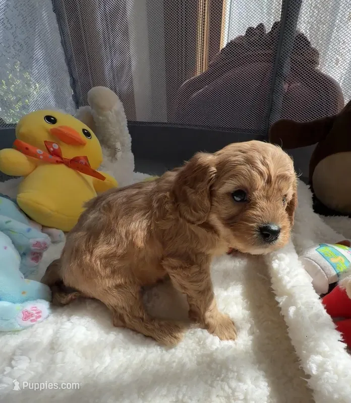 Autumn’s Yellow Boy w/ Video – Cavapoo puppy for sale in Eatonton, GA