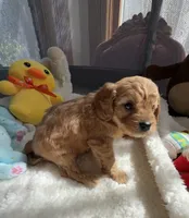 Autumn’s Yellow Boy w/ Video, a male Cavapoo for sale in Eatonton, GA – Photo 1 of 7