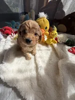 Autumn’s Yellow Boy w/ Video, a male Cavapoo for sale in Eatonton, GA – Photo 4 of 7