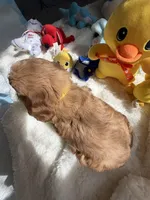 Autumn’s Yellow Boy w/ Video, a male Cavapoo for sale in Eatonton, GA – Photo 6 of 7