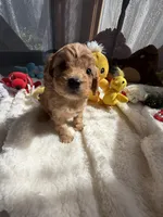 Autumn’s Yellow Boy w/ Video, a male Cavapoo for sale in Eatonton, GA – Photo 5 of 7