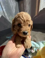 Autumn’s Yellow Boy w/ Video, a male Cavapoo for sale in Eatonton, GA – Photo 2 of 7