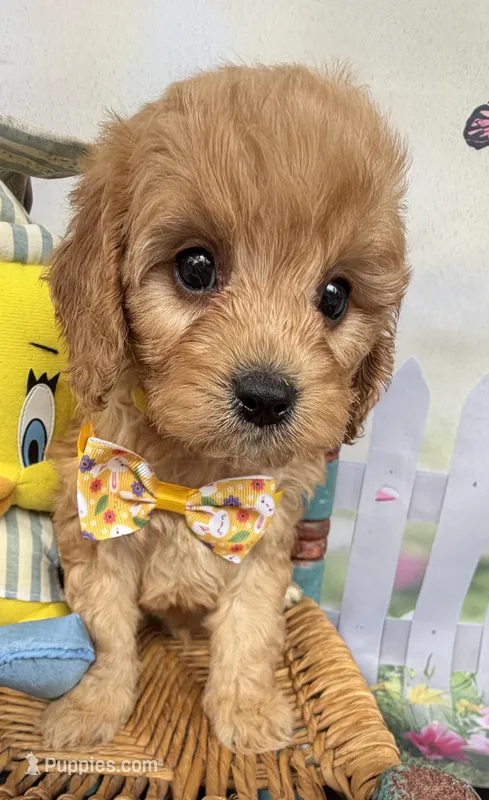 Autumn’s Yellow Boy w/ Video – Cavapoo puppy for sale in Eatonton, GA