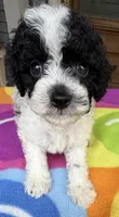 Hailey’s Green Boy, a male Cavapoo for sale in Eatonton, GA – 3 of 10
