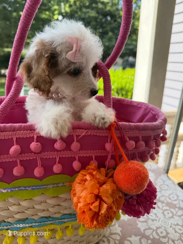 Hailey’s Pink Girl – Cavapoo puppy for sale in Eatonton, GA