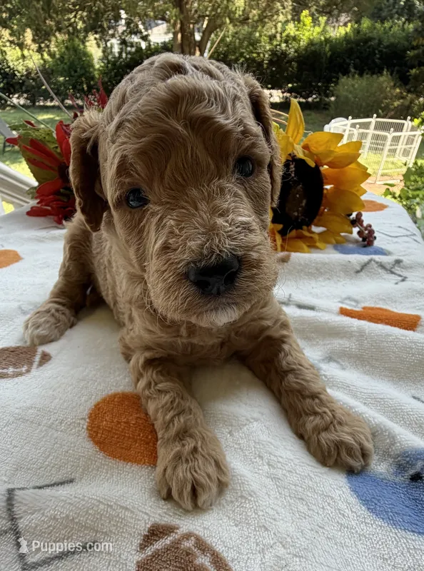 Shirley’s Yellow Boy – Miniature Goldendoodle puppy for sale in Eatonton, GA