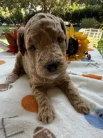 Shirley’s Yellow Boy, a male Miniature Goldendoodle for sale in Eatonton, GA – 1 of 4