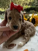 Shirley’s Red Girl, a female Miniature Goldendoodle for sale in Eatonton, GA – 7 of 7