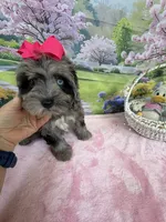 Trendy’s Tiny  Pink Girl Blue eye, a female Schnoodle for sale in Eatonton, GA – 3 of 9
