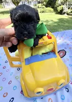 Jellybean’s Black/Sable Boy, a male Maltipoo for sale in Eatonton, GA – 4 of 10