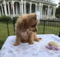 Katy’s White Girl, a female Cavapoo for sale in Eatonton, GA – Photo 7 of 10