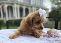 Katy’s White Girl, a female Cavapoo for sale in Eatonton, GA – Photo 2 of 10
