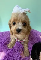 Katy’s White Girl, a female Cavapoo and Poodle - Miniature  for sale in Eatonton, GA – Photo 6 of 8