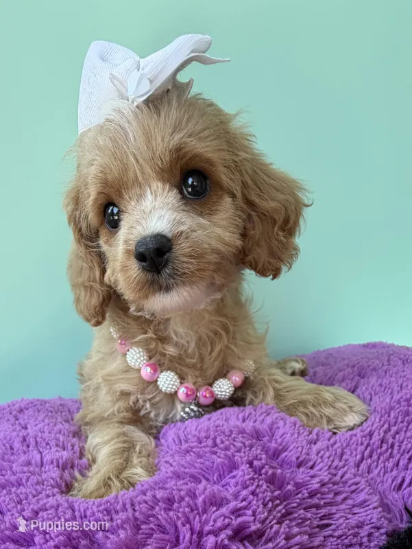 Katy’s White Girl – Cavapoo, Poodle - Miniature  puppy for sale in Eatonton, GA