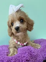 Katy’s White Girl, a female Cavapoo and Poodle - Miniature  for sale in Eatonton, GA – Photo 3 of 8