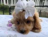 Katy’s White Girl, a female Cavapoo for sale in Eatonton, GA – Photo 3 of 10