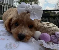 Katy’s White Girl, a female Cavapoo for sale in Eatonton, GA – Photo 6 of 10