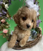 Katy’s White Girl, a female Cavapoo and Poodle - Miniature  for sale in Eatonton, GA – Photo 2 of 8