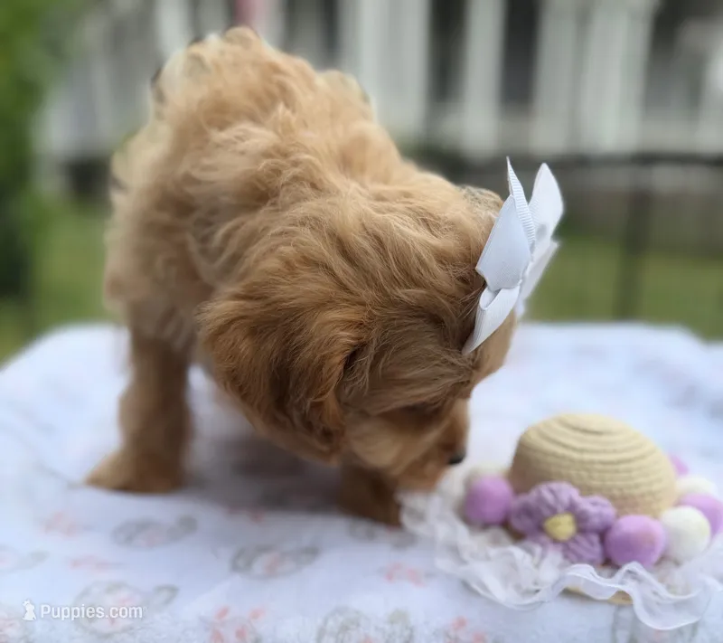 Katy’s White Girl – Cavapoo puppy for sale in Eatonton, GA