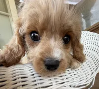 Katy’s White Girl, a female Cavapoo and Poodle - Miniature  for sale in Eatonton, GA – Photo 5 of 8