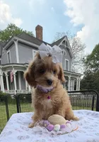 Katy’s White Girl, a female Cavapoo for sale in Eatonton, GA – Photo 5 of 10