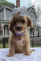 Katy’s White Girl, a female Cavapoo for sale in Eatonton, GA – Photo 9 of 10