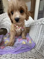 Katy’s White Girl, a female Cavapoo and Poodle - Miniature  for sale in Eatonton, GA – Photo 4 of 8
