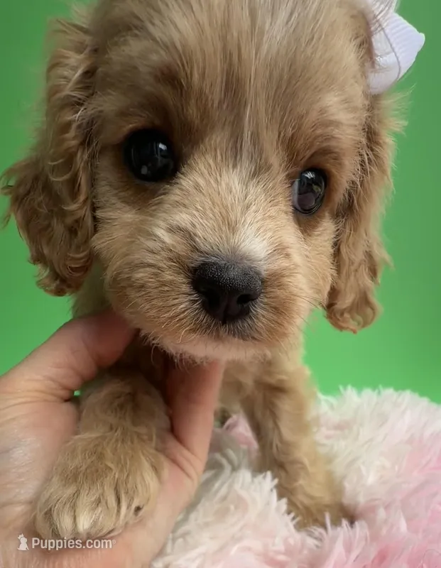Katy’s White Girl – Cavapoo, Poodle - Miniature  puppy for sale in Eatonton, GA