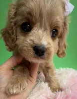 Katy’s White Girl, a female Cavapoo and Poodle - Miniature  for sale in Eatonton, GA – Photo 1 of 8