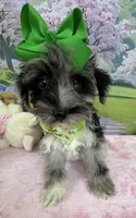 Trendy’s Green Girl Blue Eye, a female Schnoodle for sale in Eatonton, GA – 8 of 10