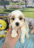 Pipi’s Orange Boy, a male Maltipoo for sale in Eatonton, GA – Photo 4 of 8