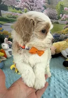 Pipi’s Orange Boy, a male Maltipoo for sale in Eatonton, GA – Photo 3 of 8