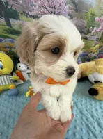 Pipi’s Orange Boy, a male Maltipoo for sale in Eatonton, GA – Photo 7 of 8