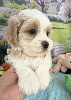 Pipi’s Orange Boy, a male Maltipoo for sale in Eatonton, GA – Photo 2 of 8