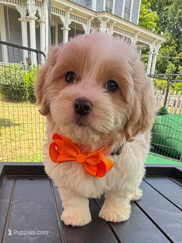 Pipi’s Orange Boy – Maltipoo puppy for sale in Eatonton, GA