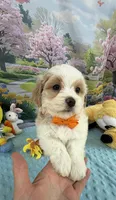 Pipi’s Orange Boy, a male Maltipoo for sale in Eatonton, GA – Photo 6 of 8