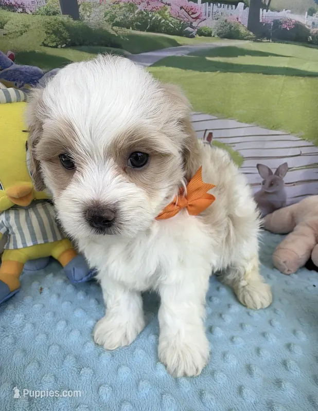 Pipi’s Orange Boy – Maltipoo puppy for sale in Eatonton, GA