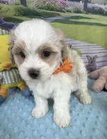 Pipi’s Orange Boy, a male Maltipoo for sale in Eatonton, GA – Photo 1 of 8