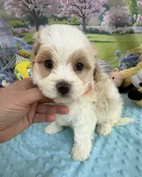 Pipi’s Orange Boy, a male Maltipoo for sale in Eatonton, GA – Photo 5 of 8