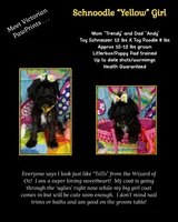 Reduced!   Trendy’s Yellow Girl, a female Schnoodle for sale in Eatonton, GA – 5 of 6