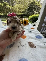 Shirley’s Pink Girl, a female Miniature Goldendoodle for sale in Eatonton, GA – 7 of 7