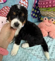 Bernie’s Tri Boy, a male Miniature Bernedoodle for sale in Eatonton, GA – 3 of 10