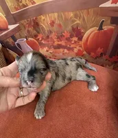 Peaches Purple Girl, a female Maltipoo for sale in Eatonton, GA – 6 of 8