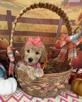 Shirley’s Pink Girl, a female Miniature Goldendoodle for sale in Eatonton, GA – 2 of 7