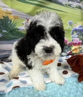 Hailey’s Orange Boy, a male Cavapoo for sale in Eatonton, GA – 4 of 9